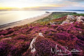 Heather on Rhossili Down, Gower Peninsula