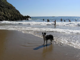 Mewslade Bay beach is a dog friendly and family friendly beach near Rhossili in the Gower Peninsula.