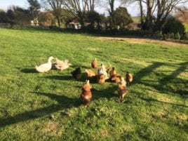 The chickens and ducks at Corn Cottage holiday cottage, Rhossili, Gower