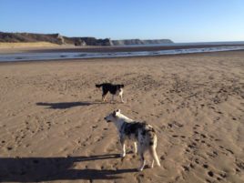 Oxwich Bay near Hills Court bed and breakfast, Reynoldston, Gower