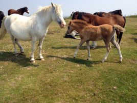 Gower ponies on the commons close to Delvid Stables holiday cottage, Llangennith, Gower