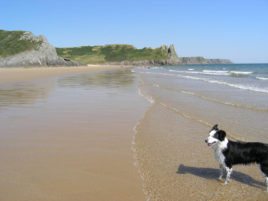 Nicholaston Burrows, Gower, Swansea