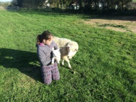 Cuddling a lamb at Corn Cottage, Rhossili, Gower