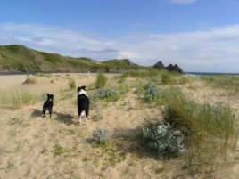 Sea holly at Three Cliffs Bay in the Gower Peninsula