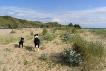 Sea holly at Three Cliffs Bay in the Gower Peninsula