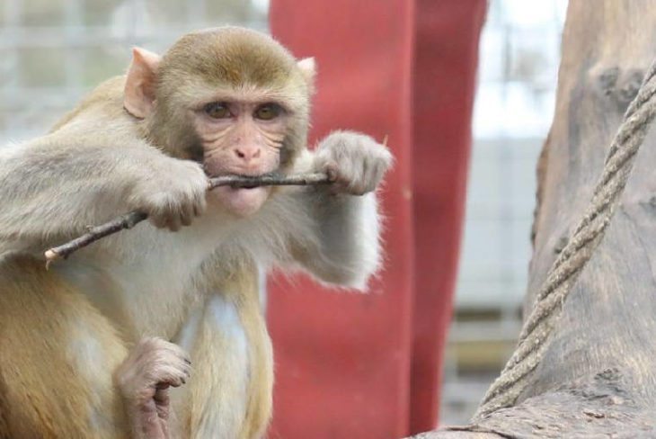 Wales Ape and Monkey Sanctuary