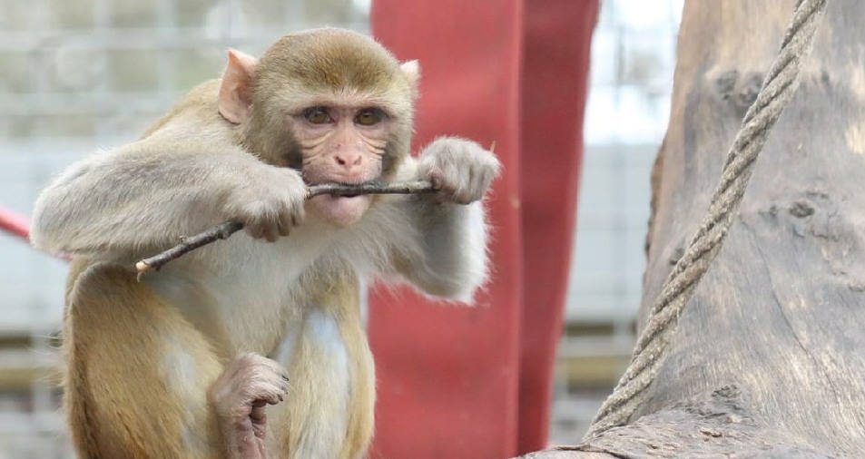 Wales Ape and Monkey Sanctuary, Abercrave, South Wales