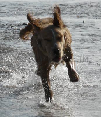 dog friendly gower