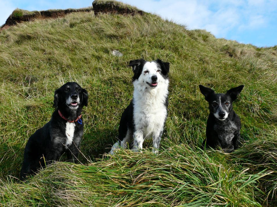 Dog friendly Gower - bringing your dog 