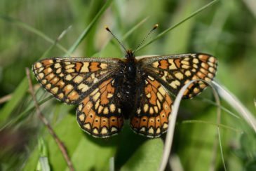 Marsh Fritillary Butterfly