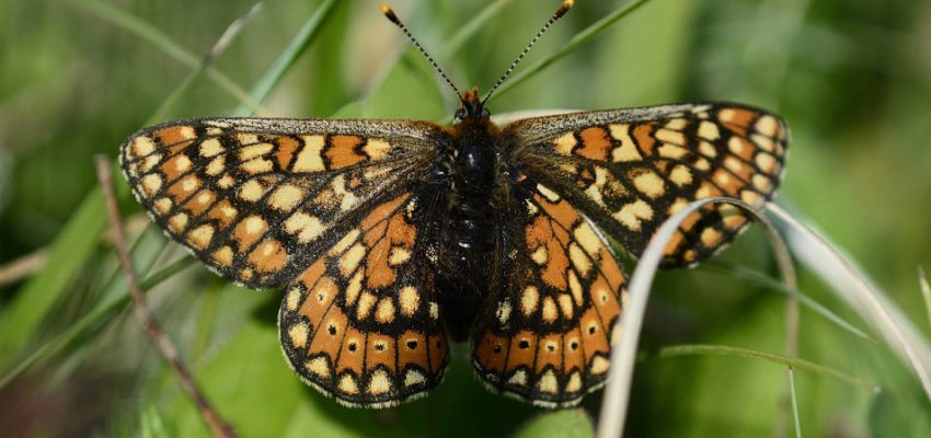 Marsh Fritillary Butterfly