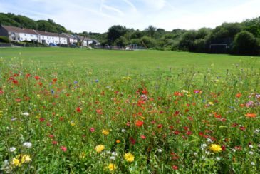Summer flowers and the childrens' playground at Dunvant, Swansea, South Wales