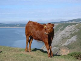 Cow at Pennard Cliffs in the Gower Peninsula