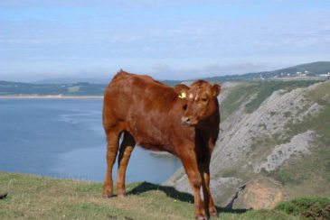 Cow at Pennard Cliffs in the Gower Peninsula