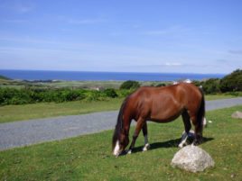 Horse grazing above Llangennith in the Gower Peninsula