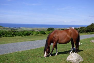 Horse grazing above Llangennith in the Gower Peninsula