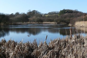 Oxwich Marsh, Gower Peninsula