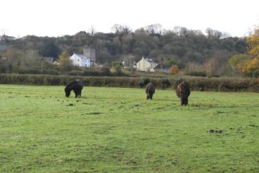 Ponies grazing, Llanrhidian villlage, Gower