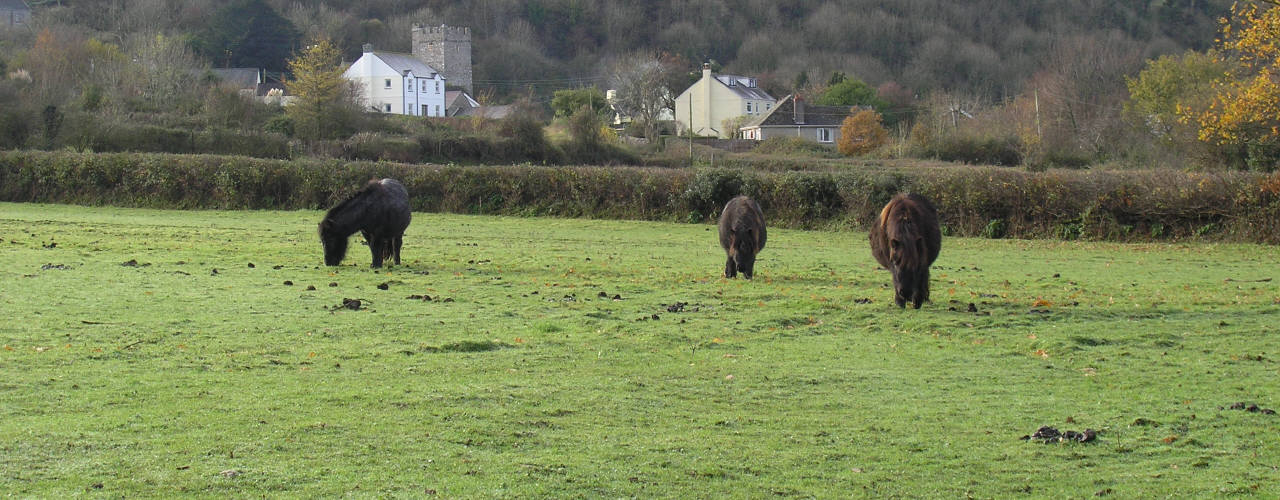 Ponies grazing in front of Llanrhidian village on the Gower Peninsula